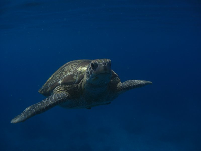 Drowning tortoise