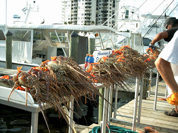 Dry Tortugas lobster haul