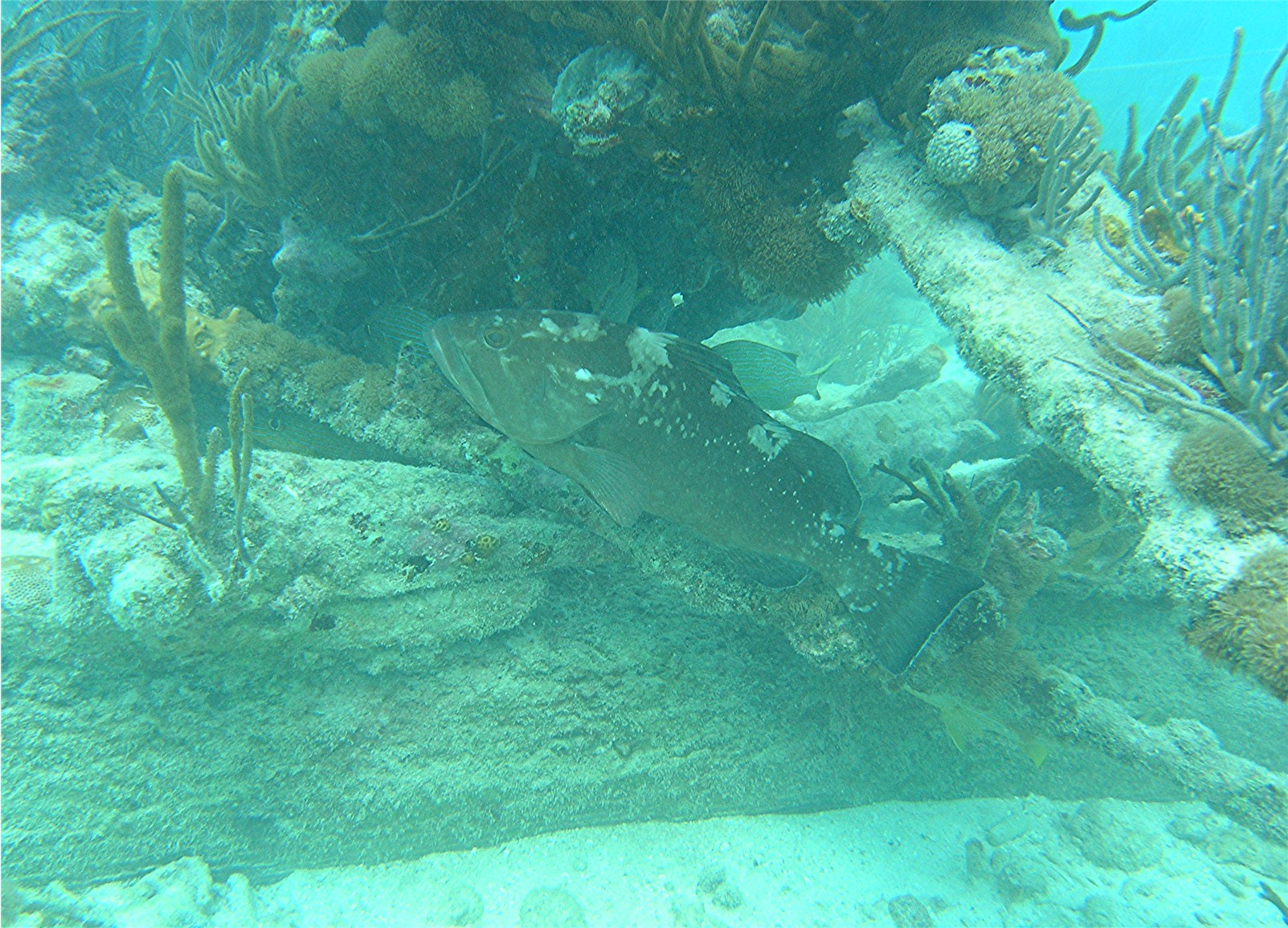 Dry Tortugas