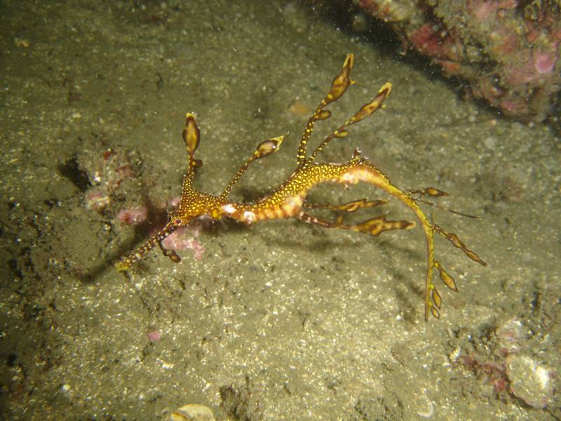 DSC00963