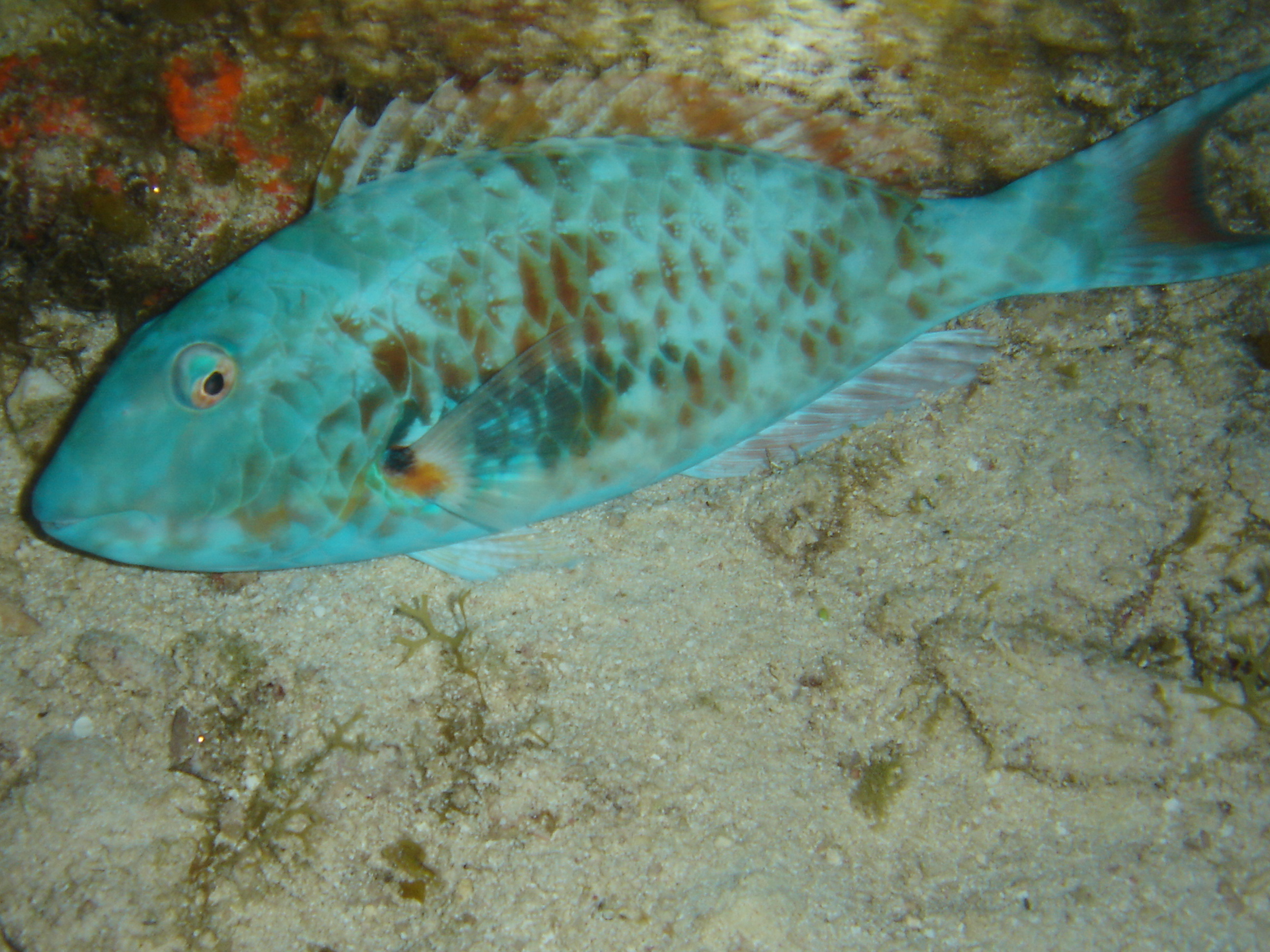 DSC05531