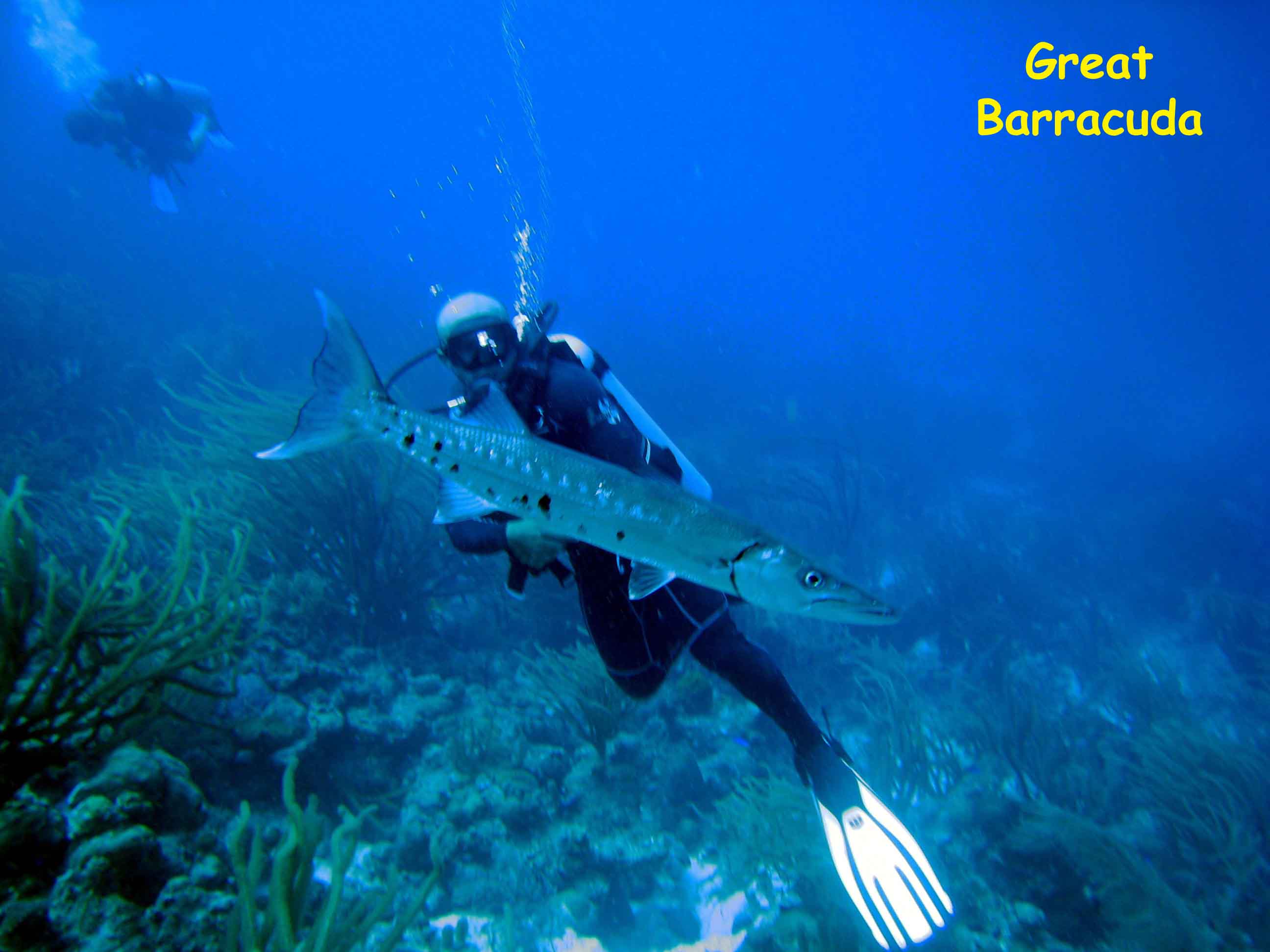 Duane Wreck, Key Largo, FL