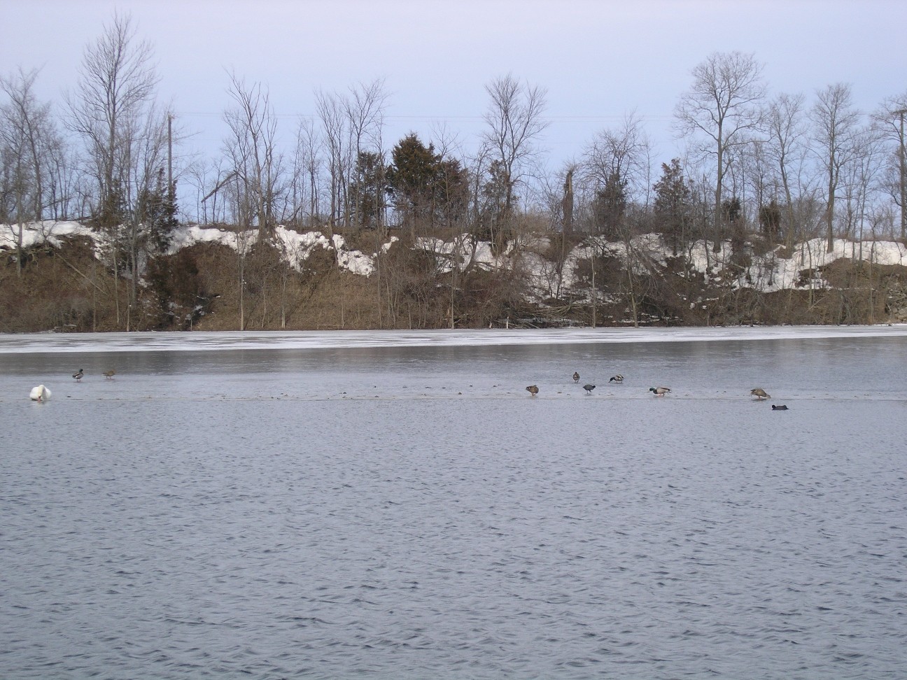 Ducks on the ice