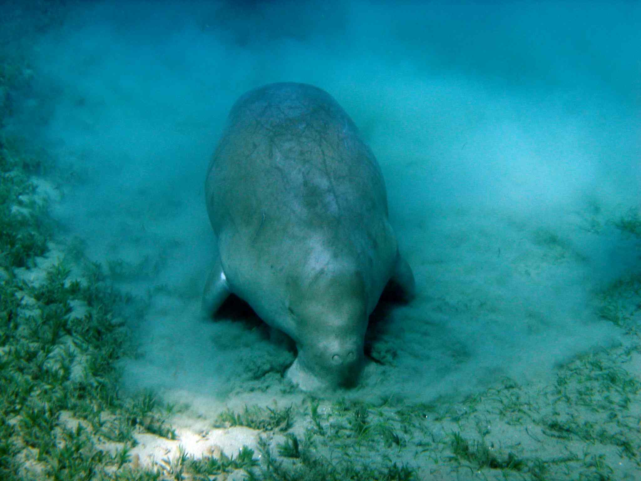 Dugong @ AboDabab