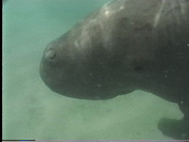 dugong