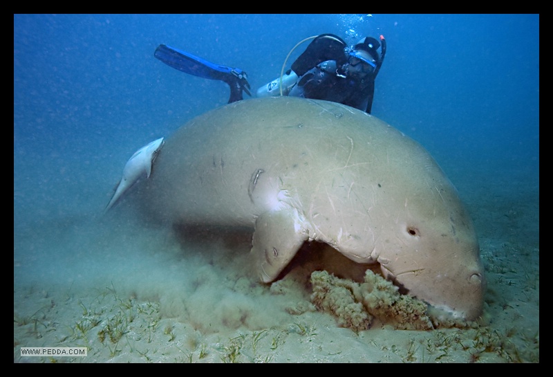 Dugong