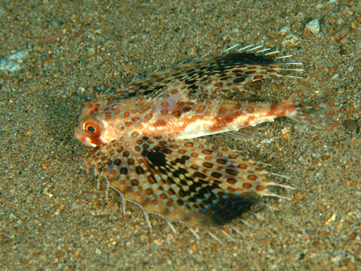 Duma_flying_gurnard2