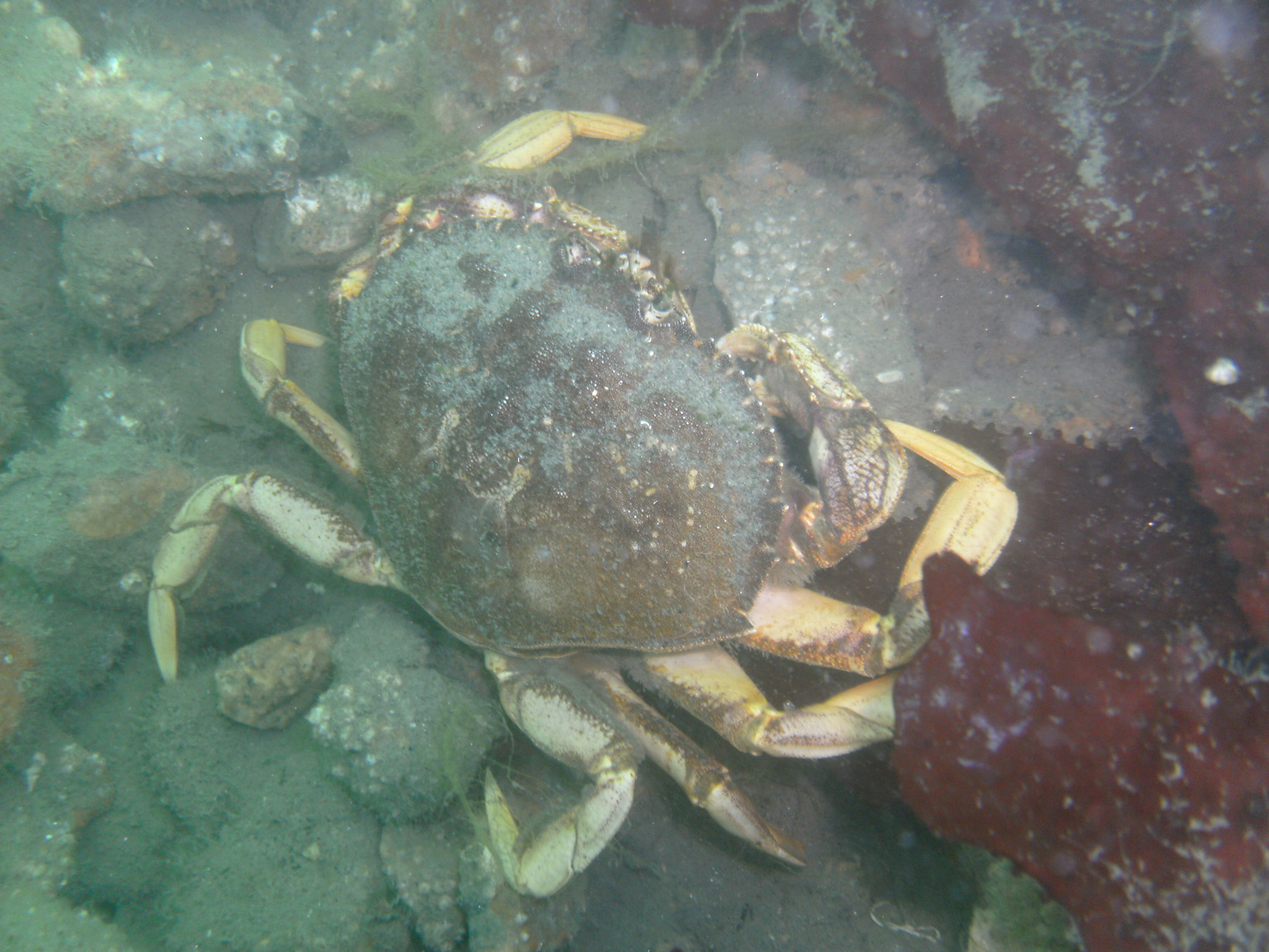 Dungeness Crab