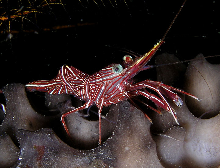 Durban Hingebeak Shrimp