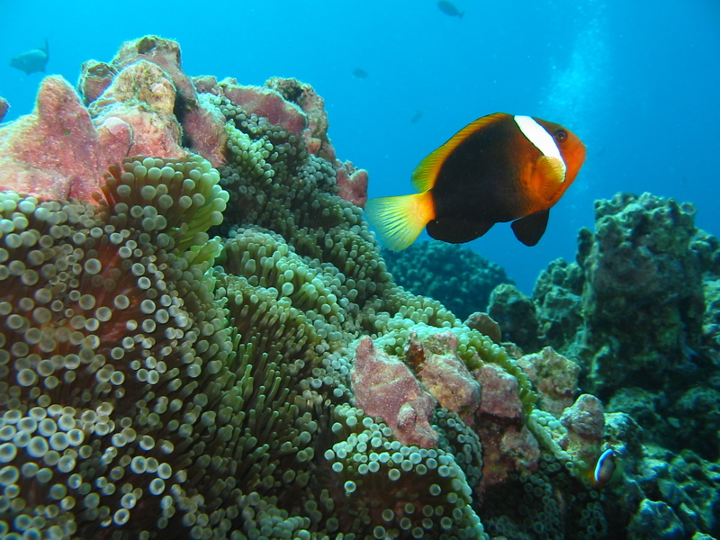 Dusky and his Anemone