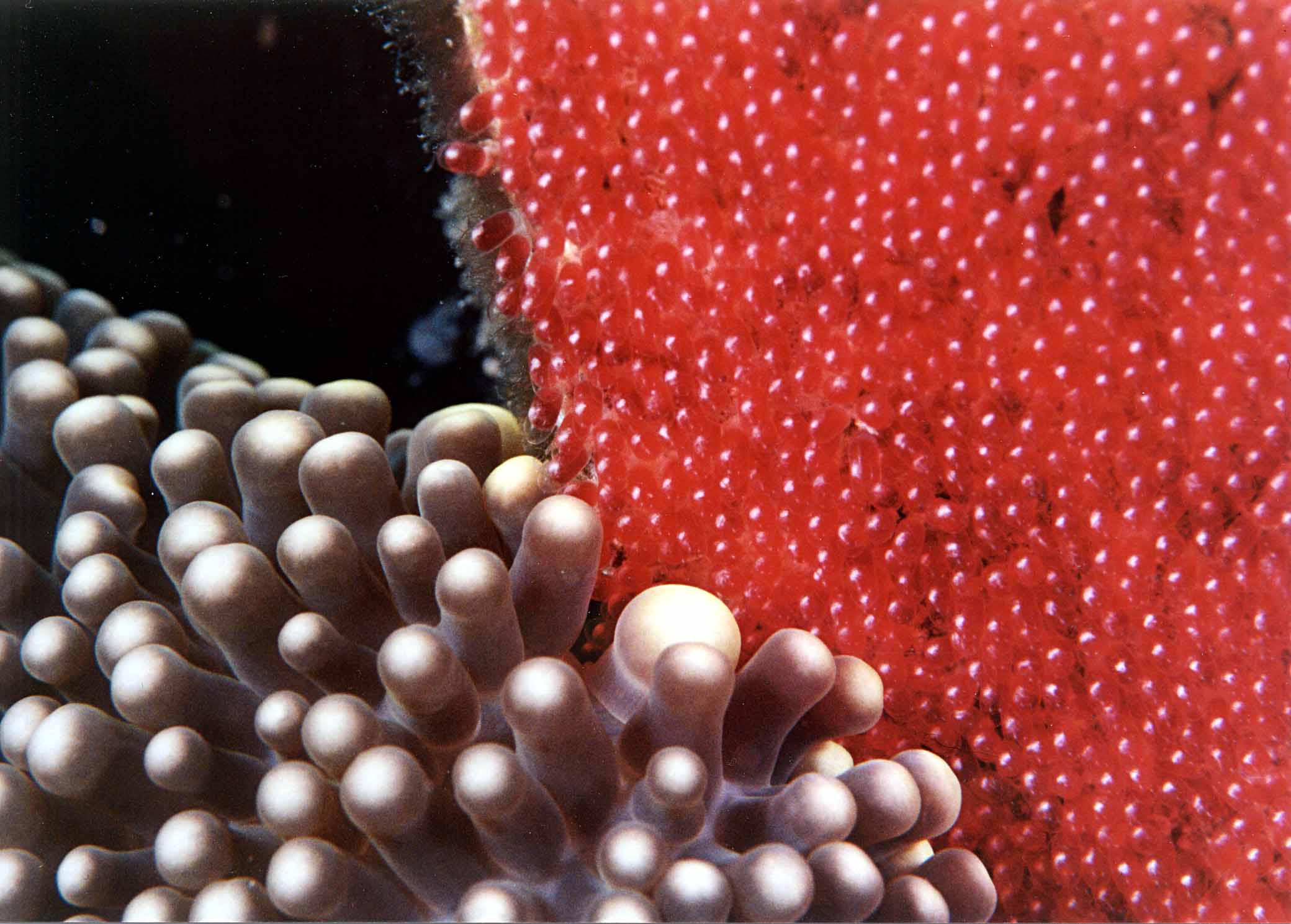 Dusky anemone fish eggs