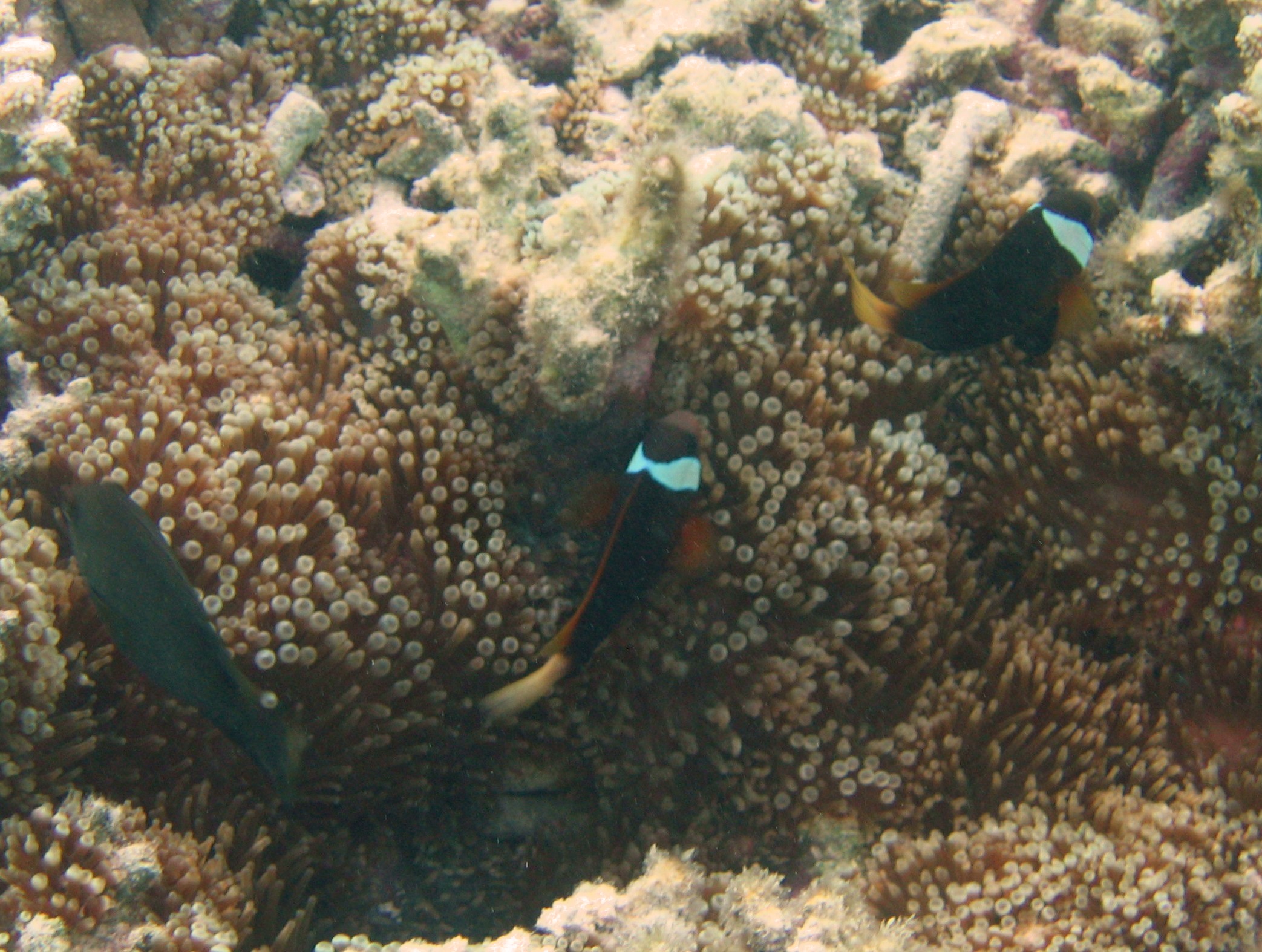 Dusky anemonefish at Ypao Beach, Guam.