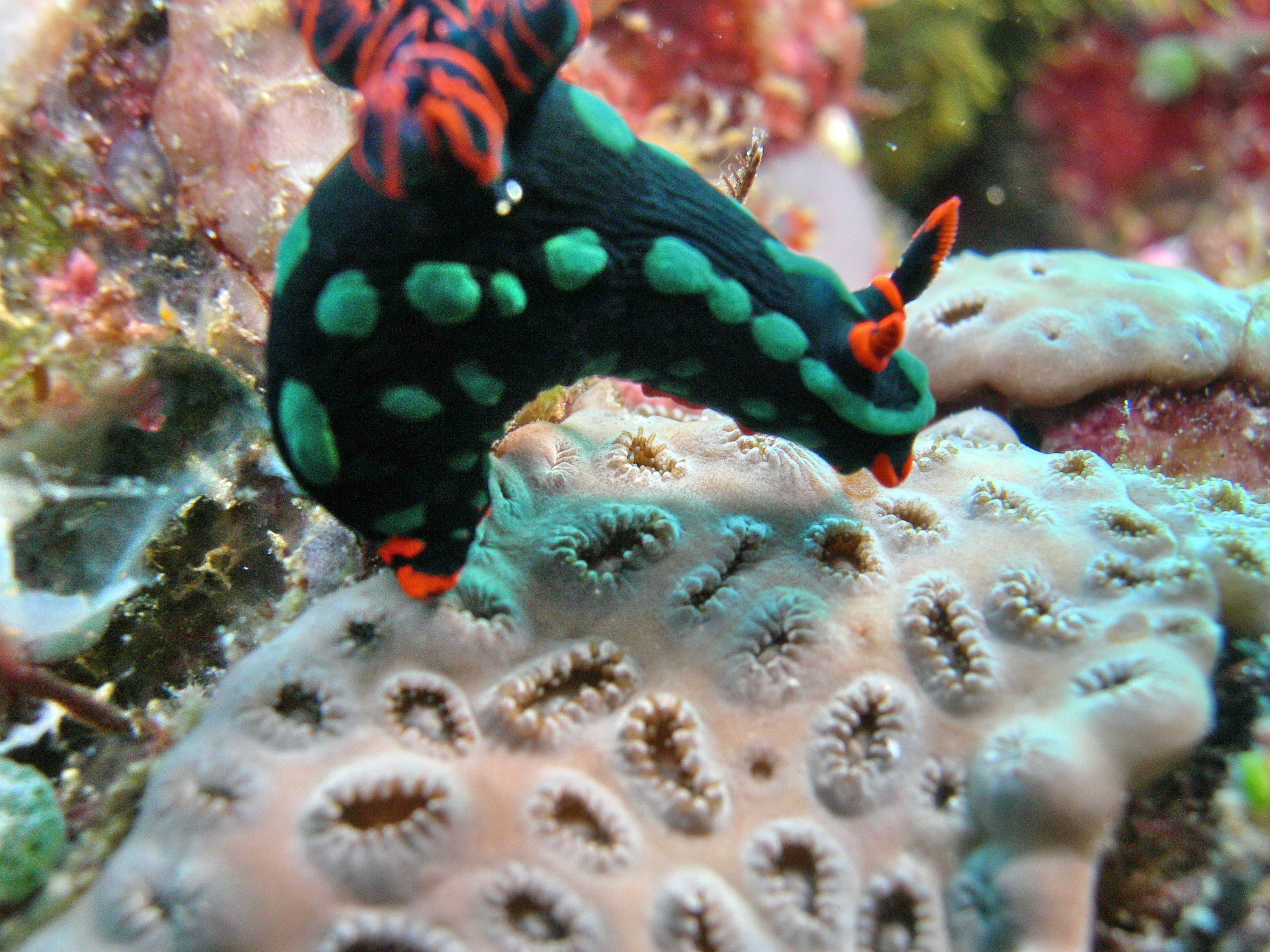 DUSKY NEMBROTHA