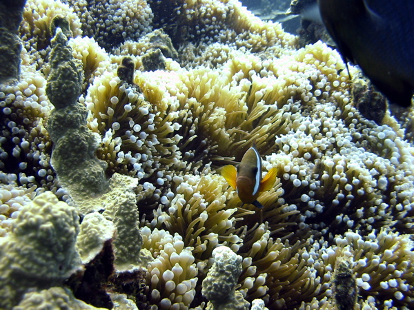 Dusky_anemone_fish