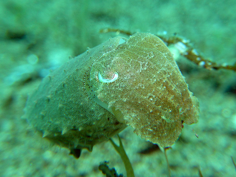 dwarf cuttlefish