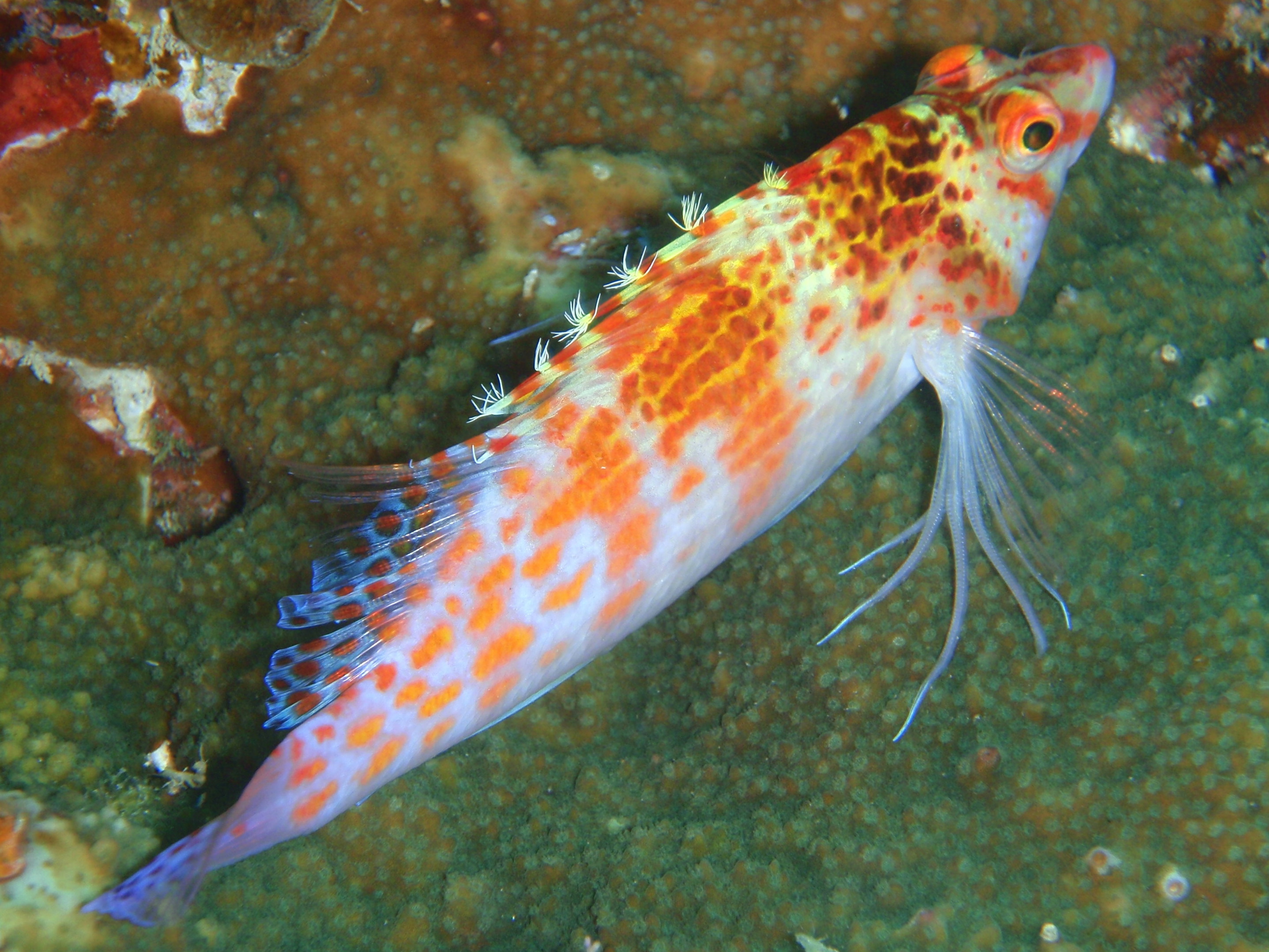 Dwarf Hawkfish  -  Cirrhitichthys falco