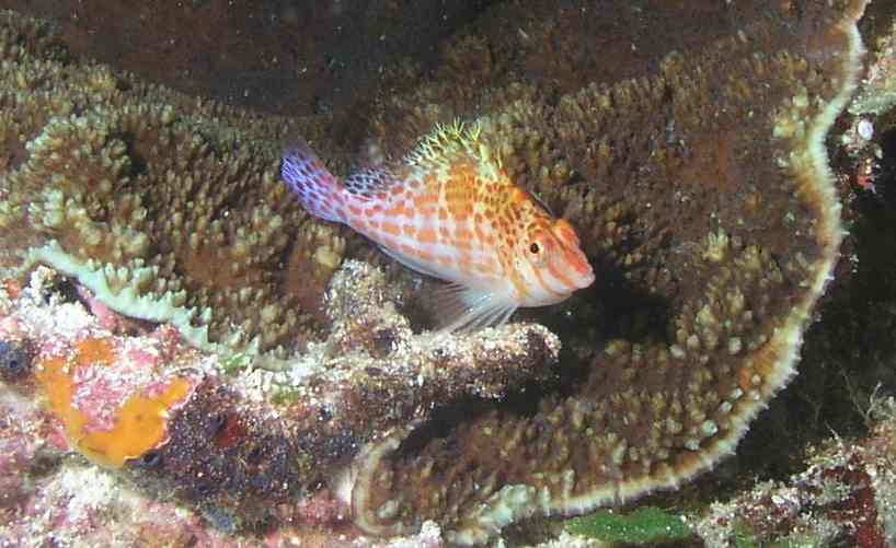 Dwarf Hawkfish