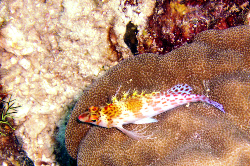 Dwarf Hawkfish