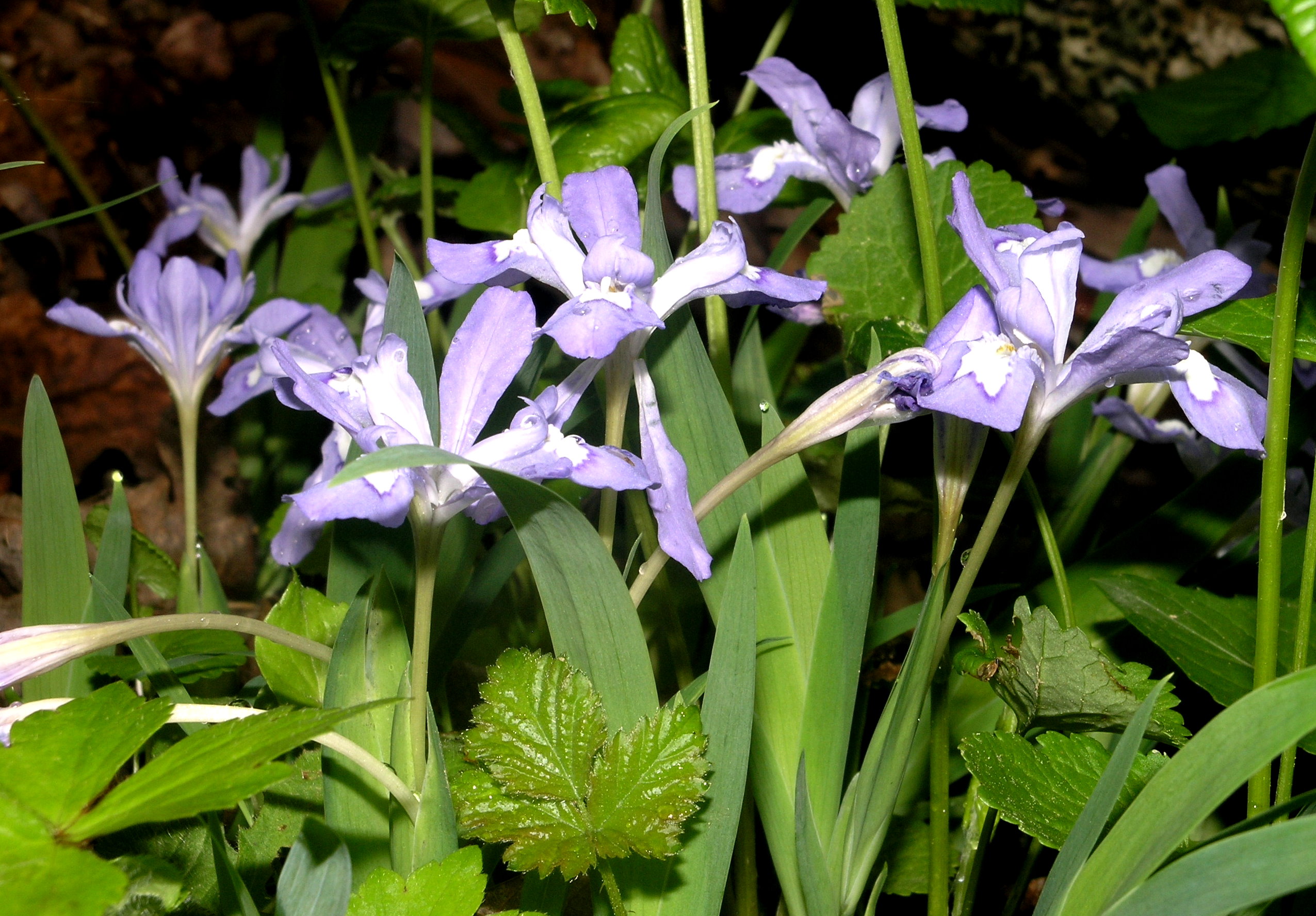 Dwarf Iris