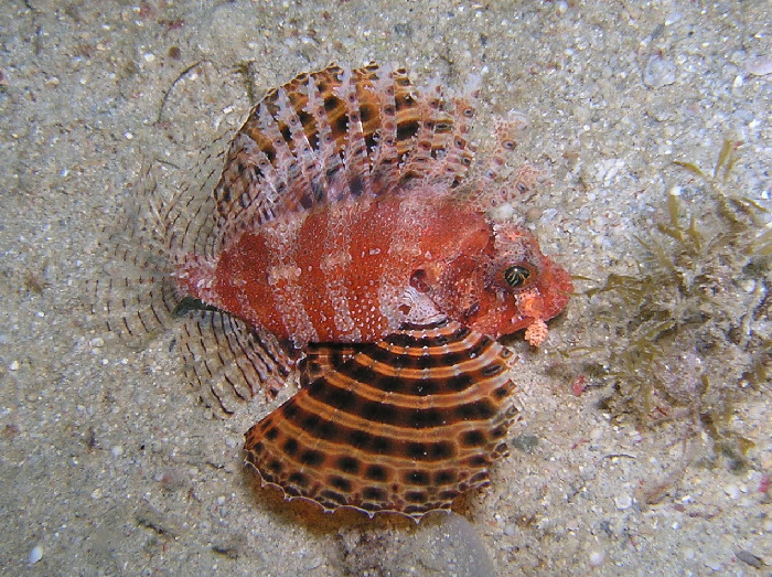 dwarf lionfish