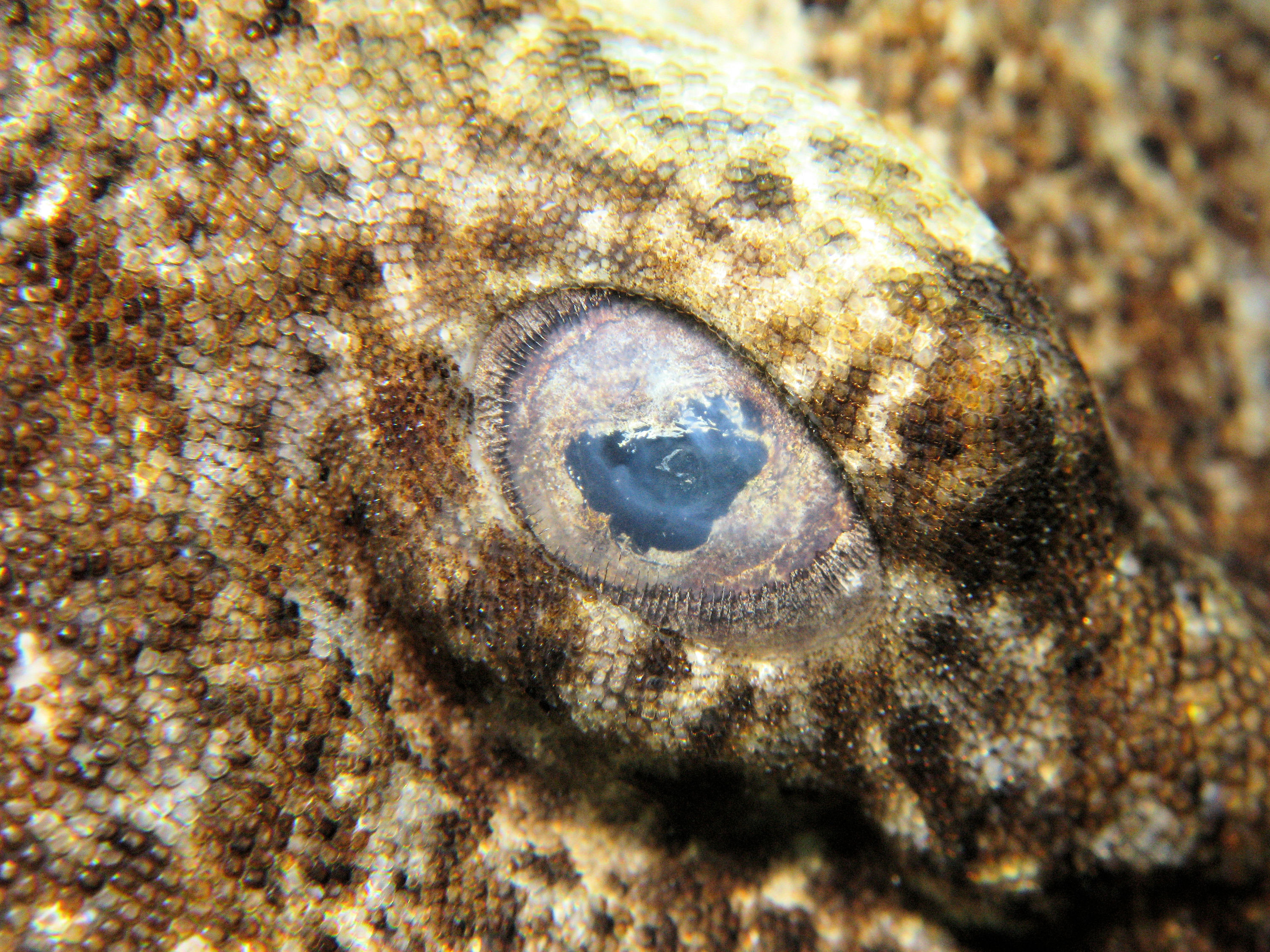 dwarf ornate wobbegong shark eye