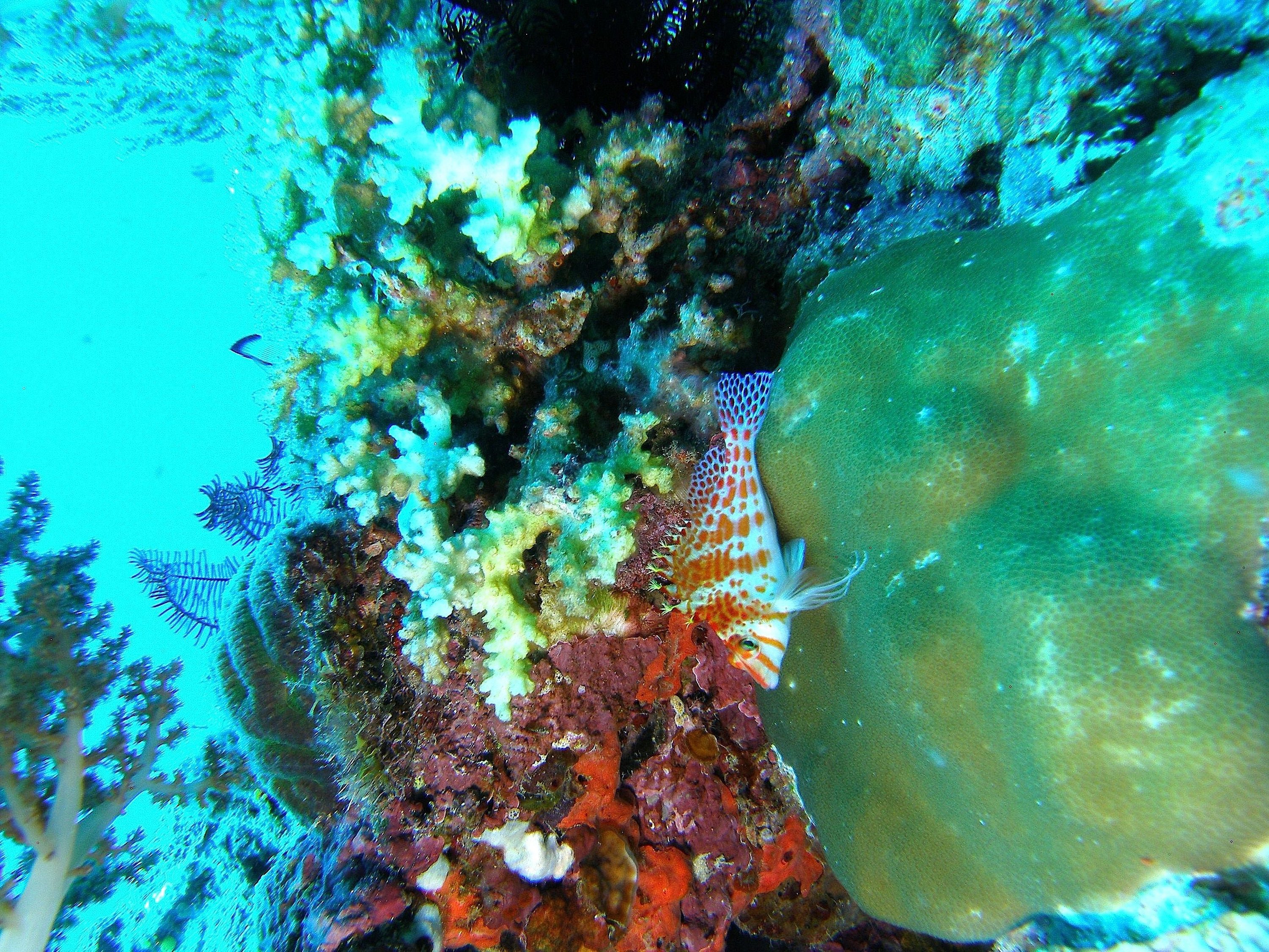 Dwarf_Hawkfish_Reefscape