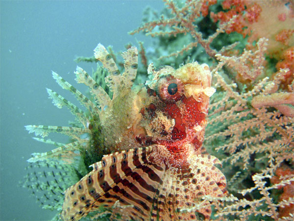 Dwarf_Lionfish_Dendrochirus_Brachypterus_3