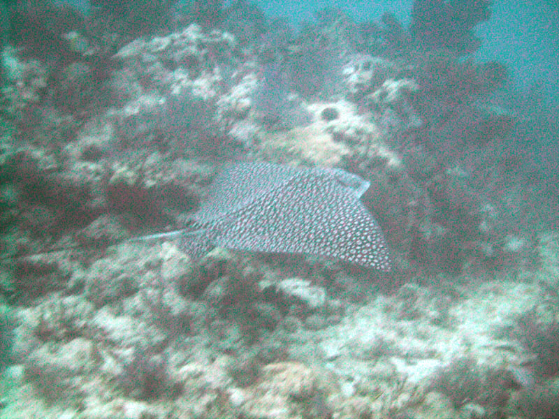 Eagle Ray 2