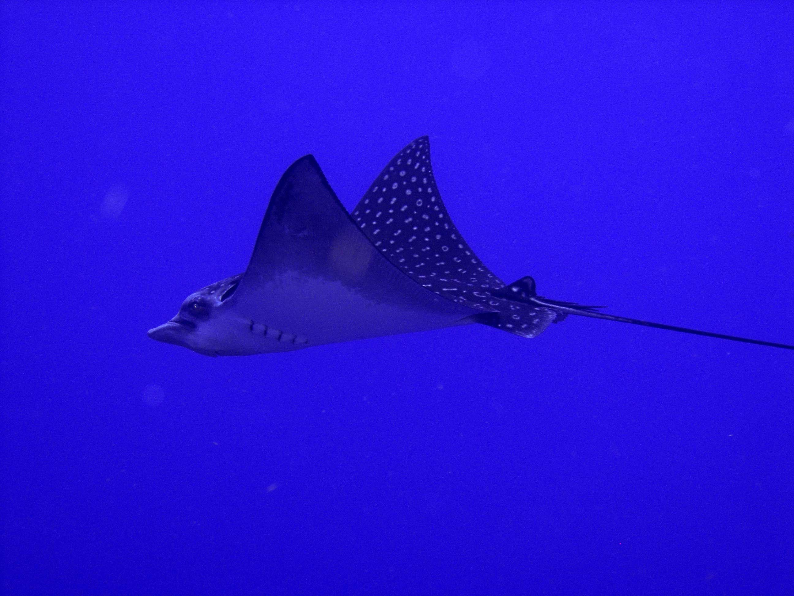 Eagle-Ray-6_23_05y