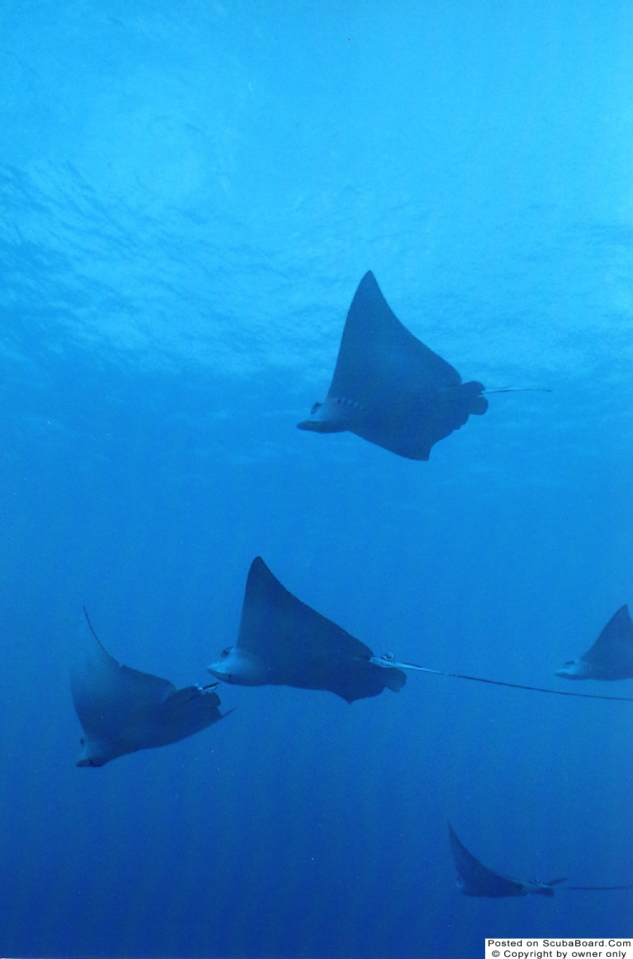 Eagle Ray Alley 2