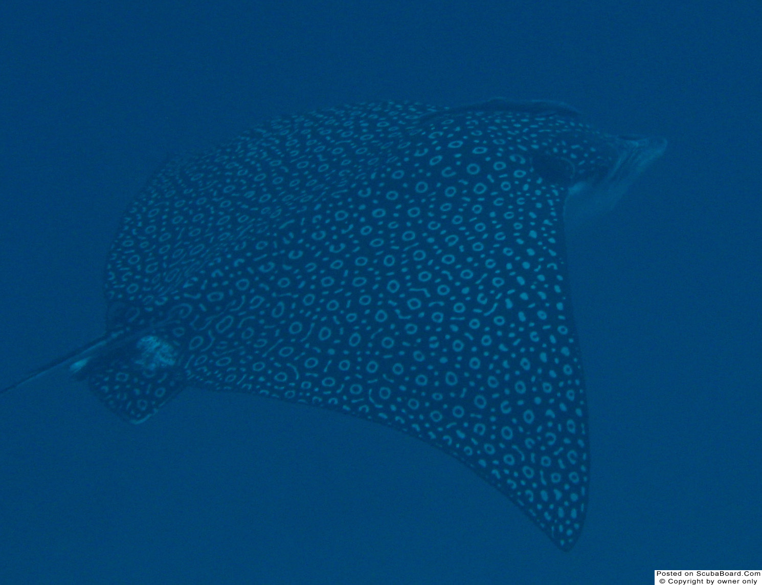 Eagle Ray, Ambergris Caye