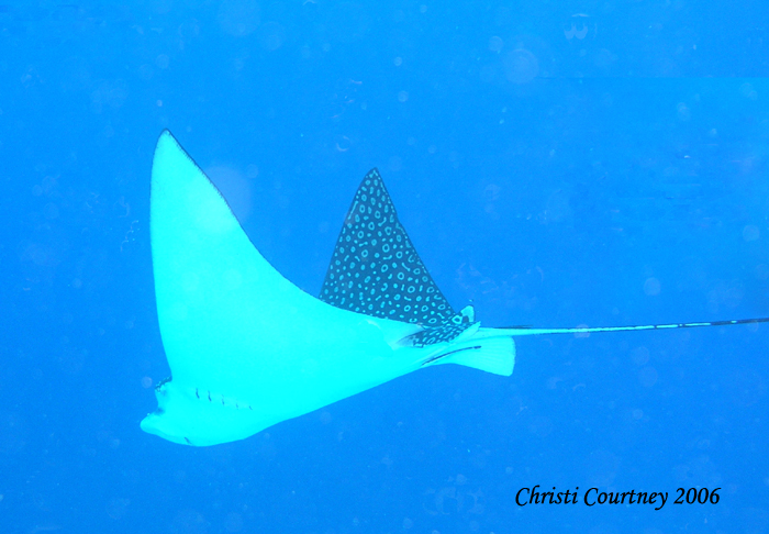 Eagle ray at Gardens