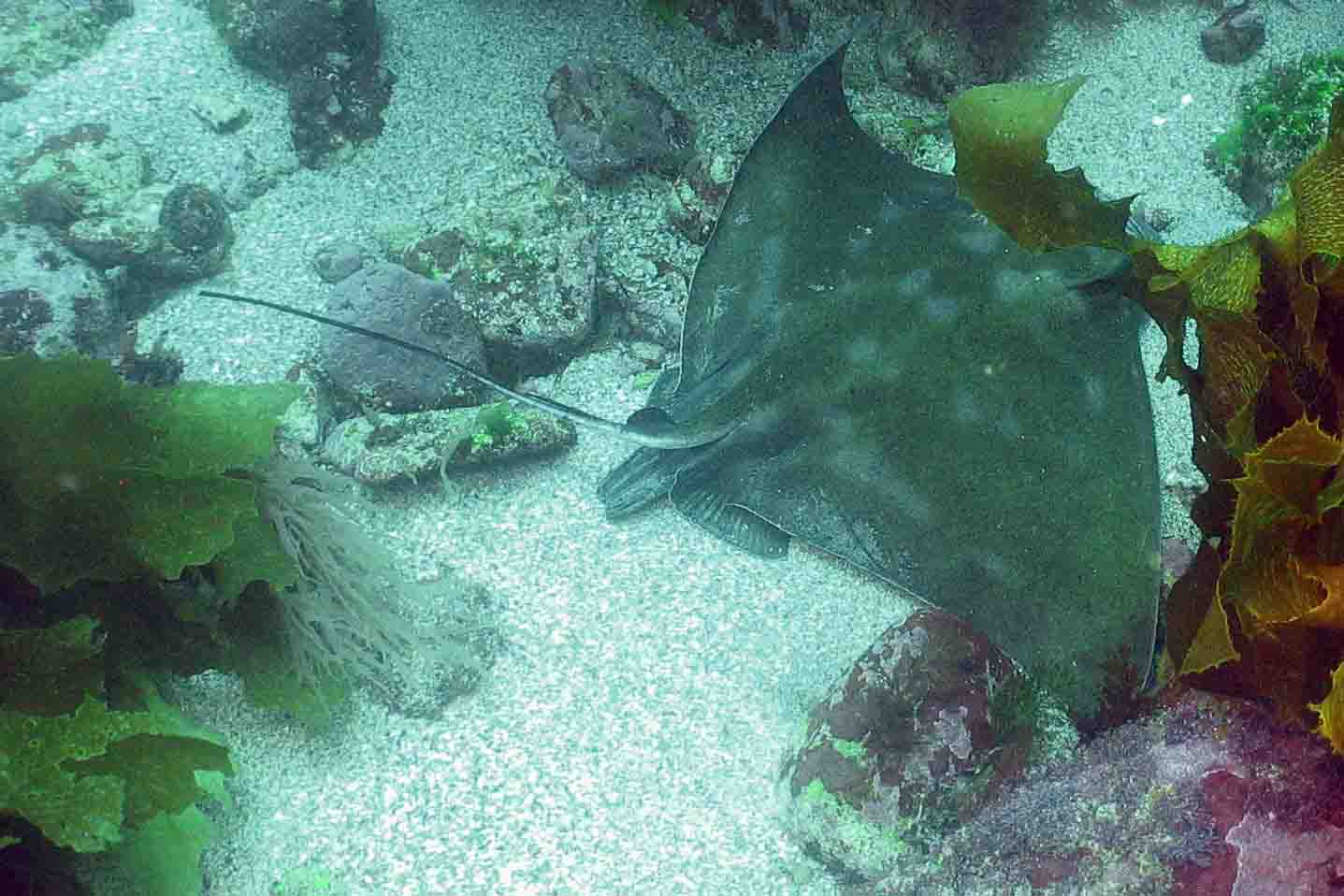 Eagle Ray Blue Maomao Arch