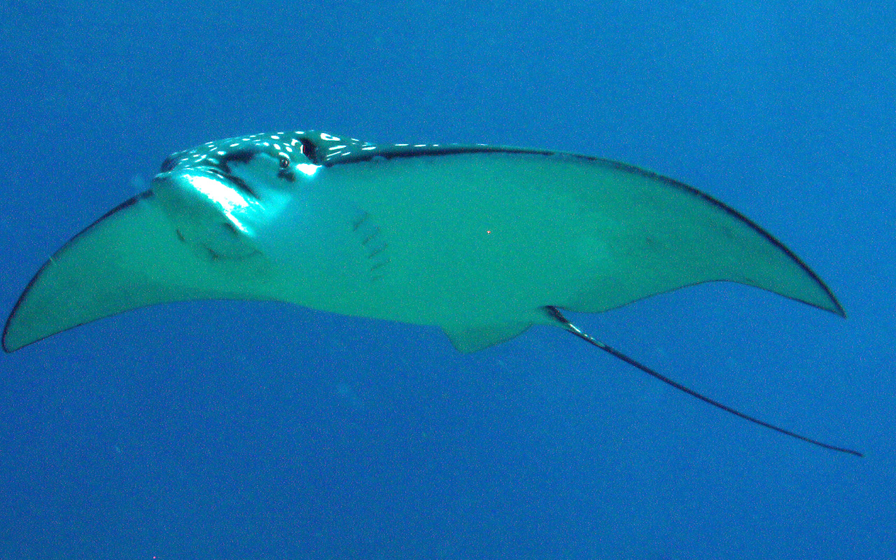 Eagle Ray, Cozumel Nov 2008