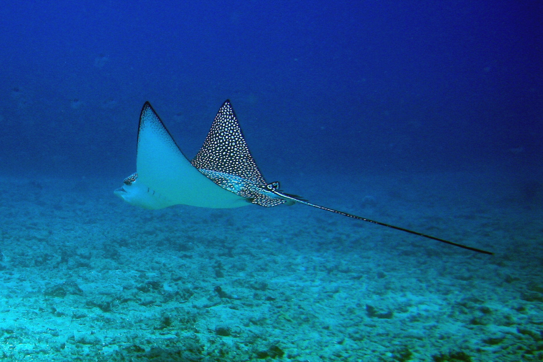 Eagle Ray -- Horseshoe Reef