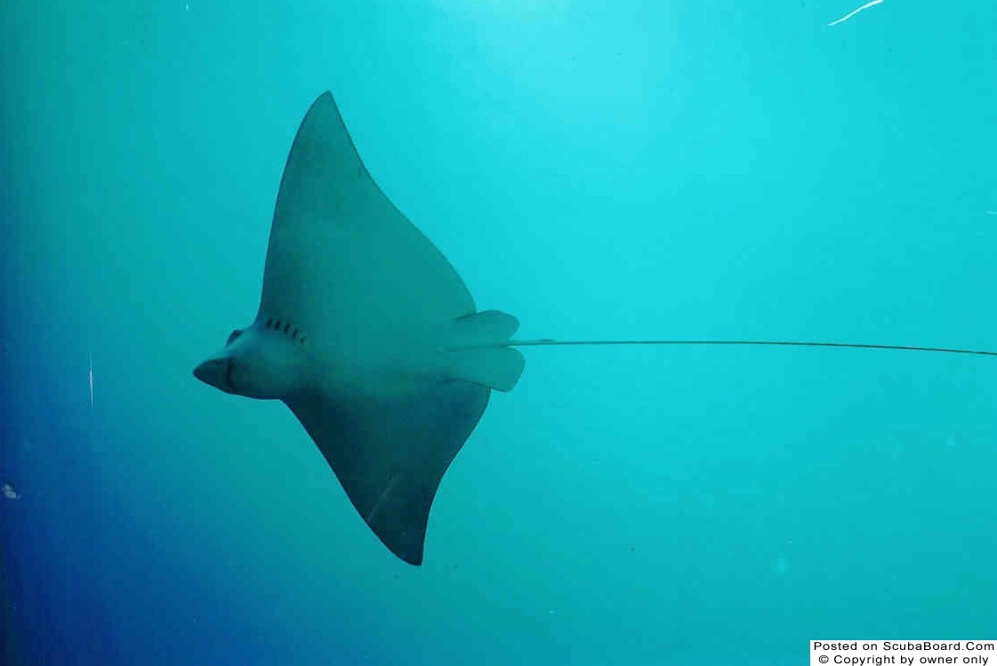 Eagle Ray in Flight