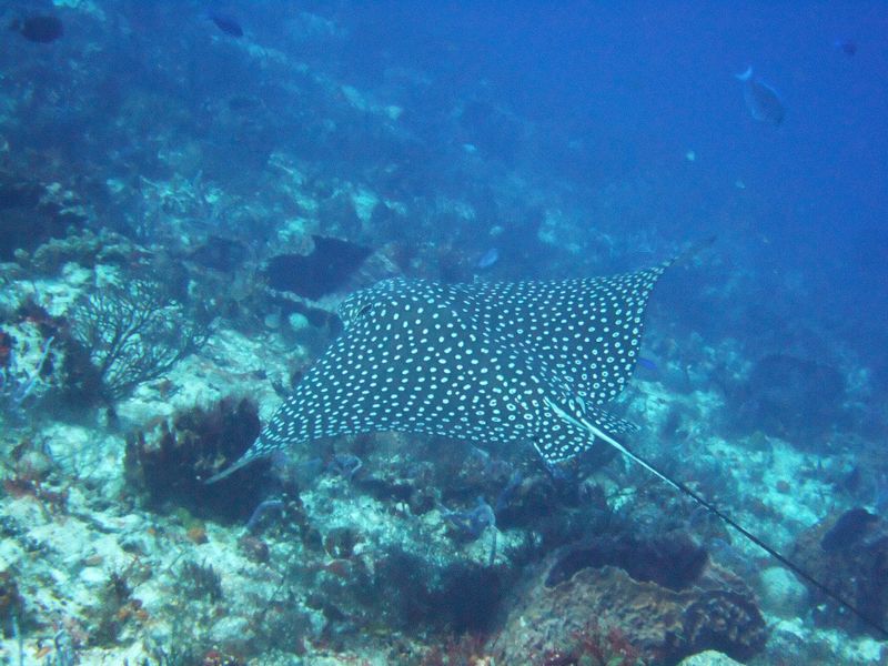 Eagle Ray - Villa Blanca Wall