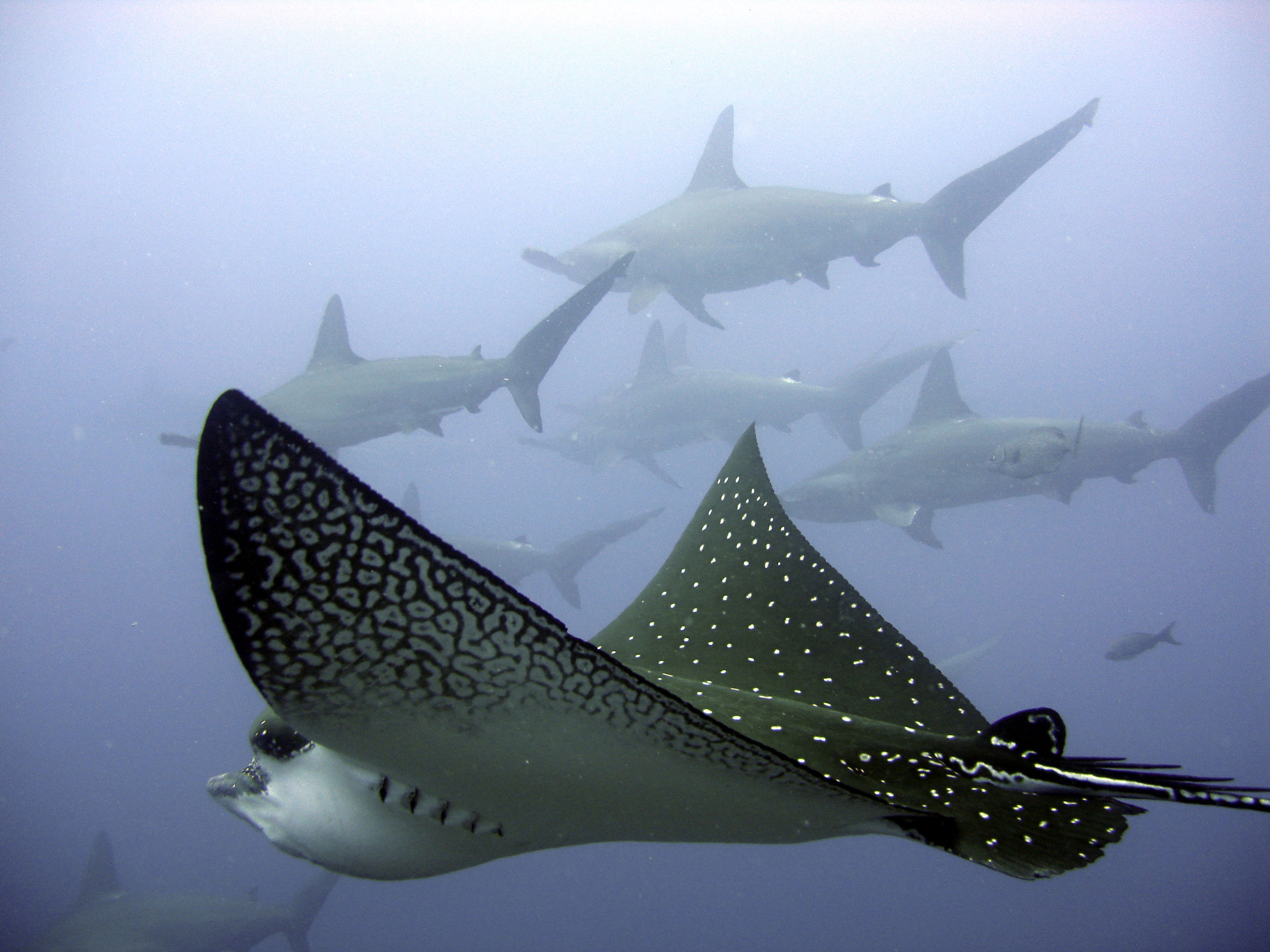 Eagle Ray with Hammerheads