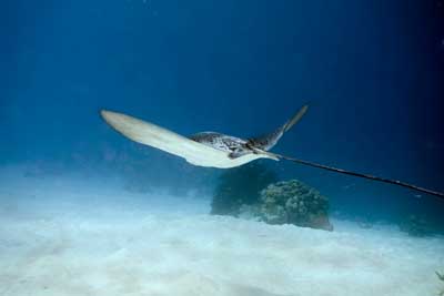 Eagle ray