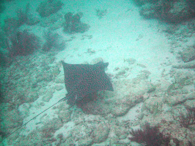 Eagle Ray