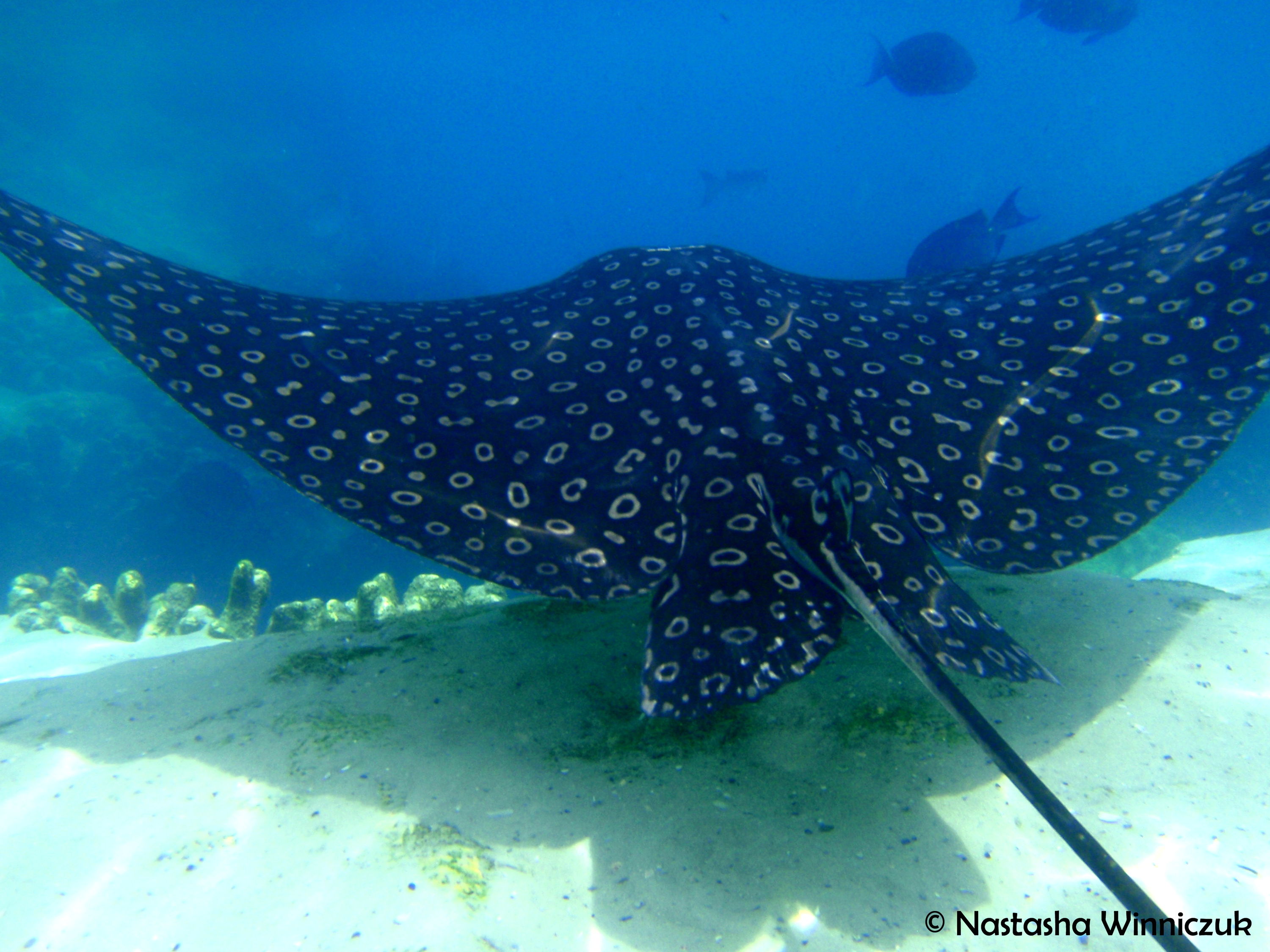 Eagle Ray