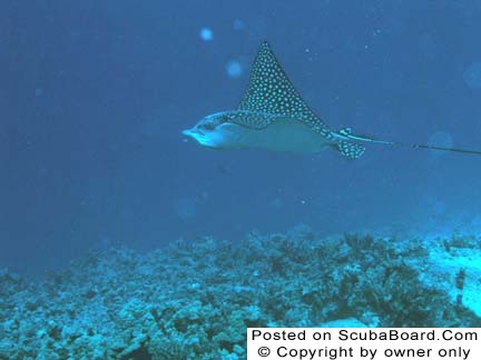 Eagle Ray