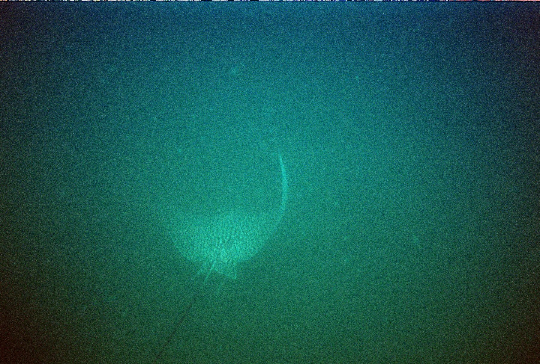 eagle ray