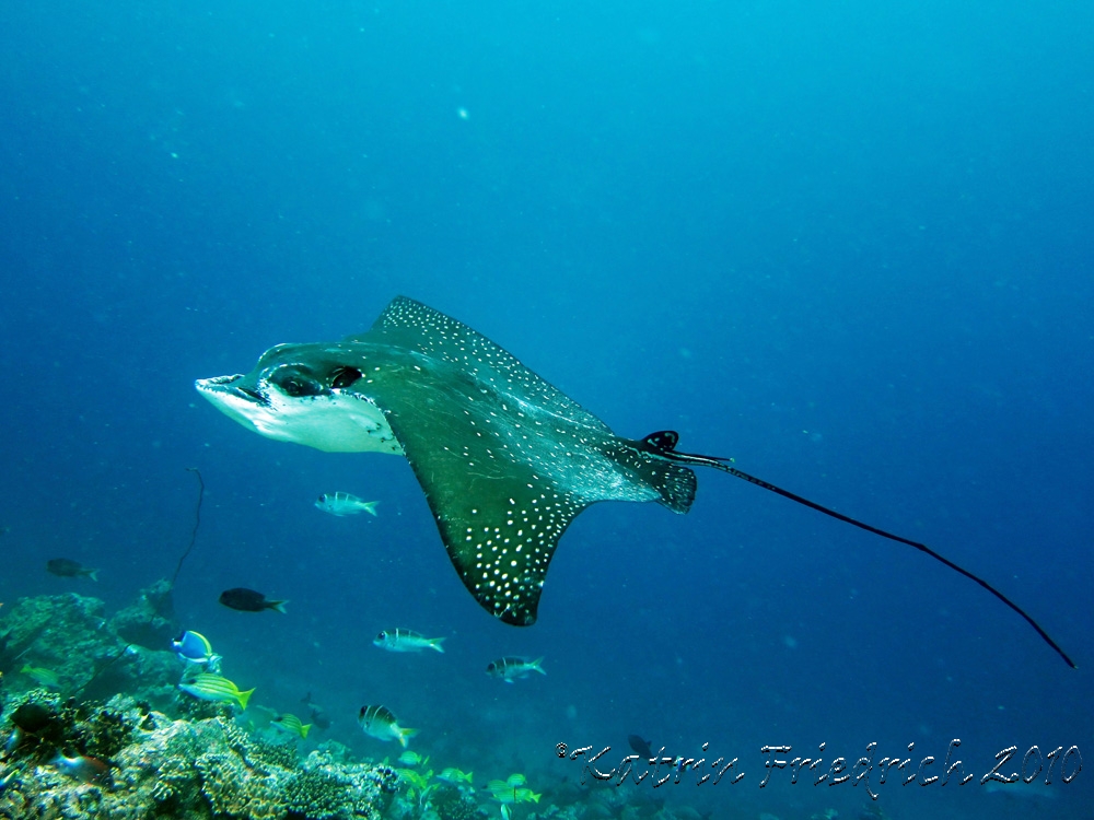 Eagle ray