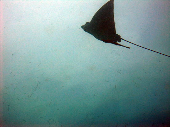 Eagle Ray