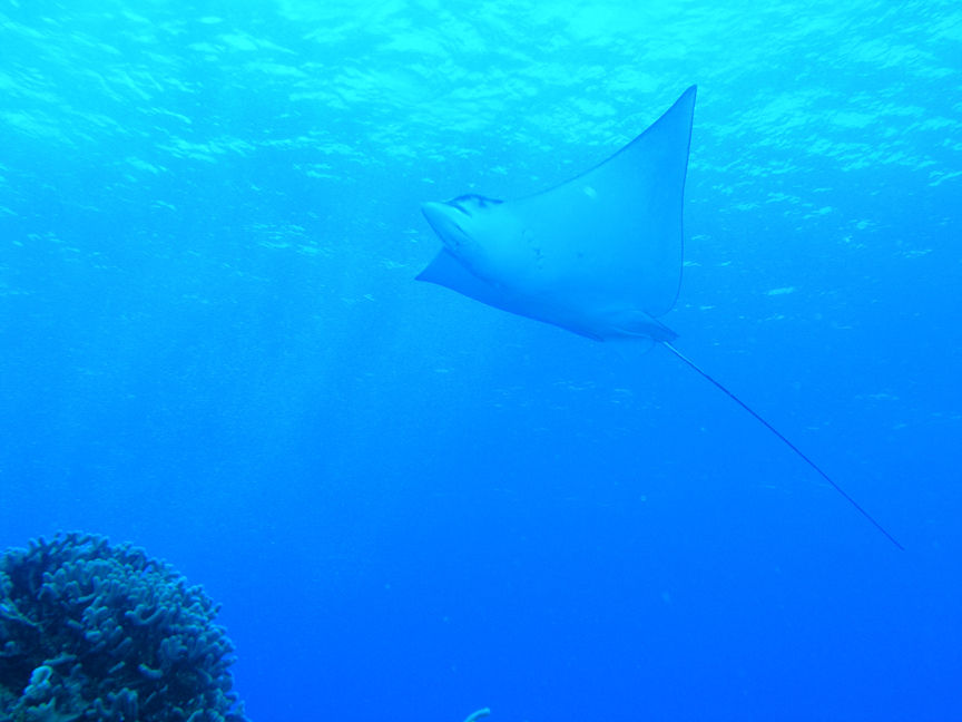 Eagle Ray