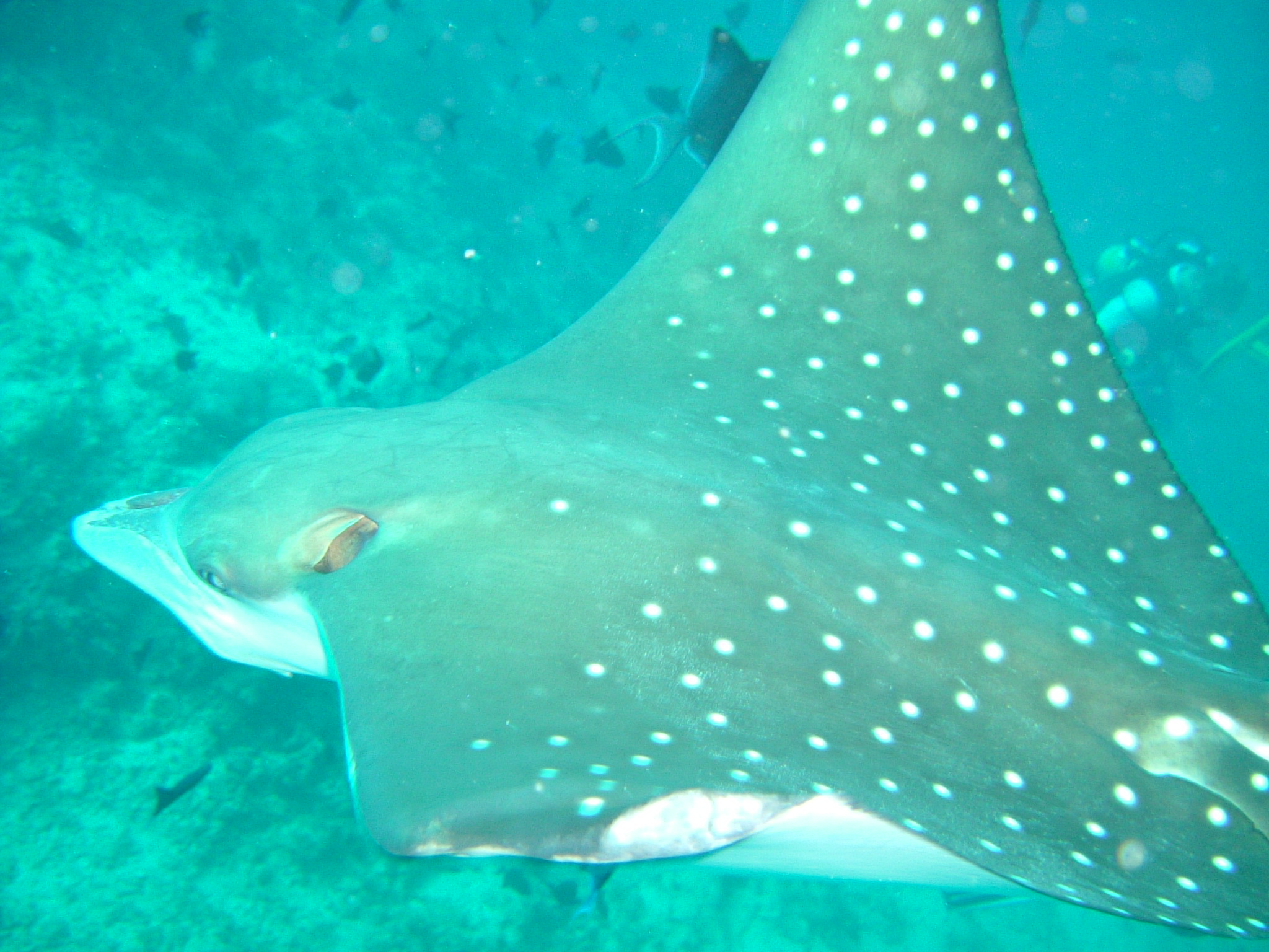 Eagle ray