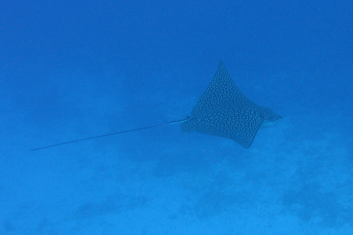 Eagle Ray