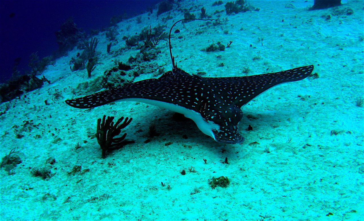 Eagle Ray