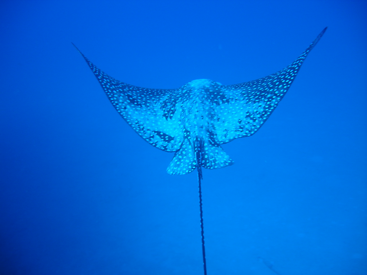 Eagle Ray